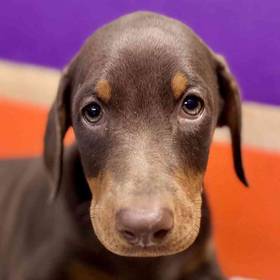Doberman Pinscher