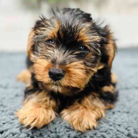 Yorkie