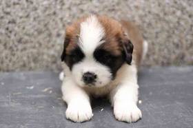 Saint Bernard