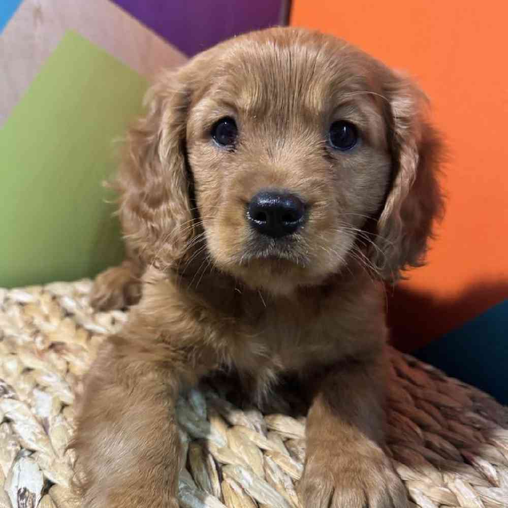 Female Mini Golden Retriever Puppy for Sale in Fayetteville, AR, image size:1000x1000