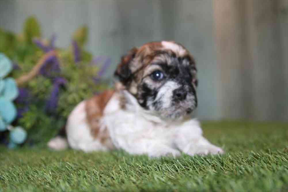 Image of a pet breed in the gallery