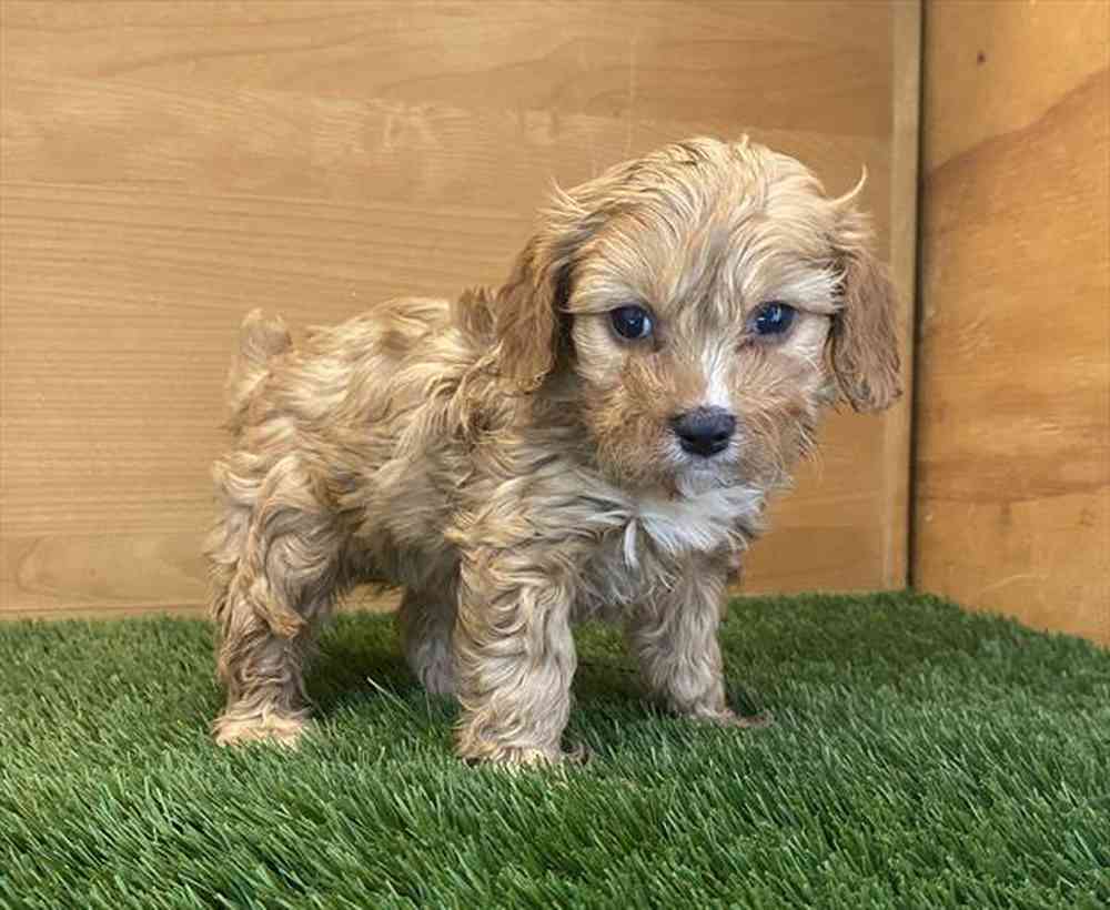 carousel pet images