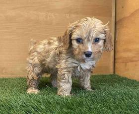 Cavapoo