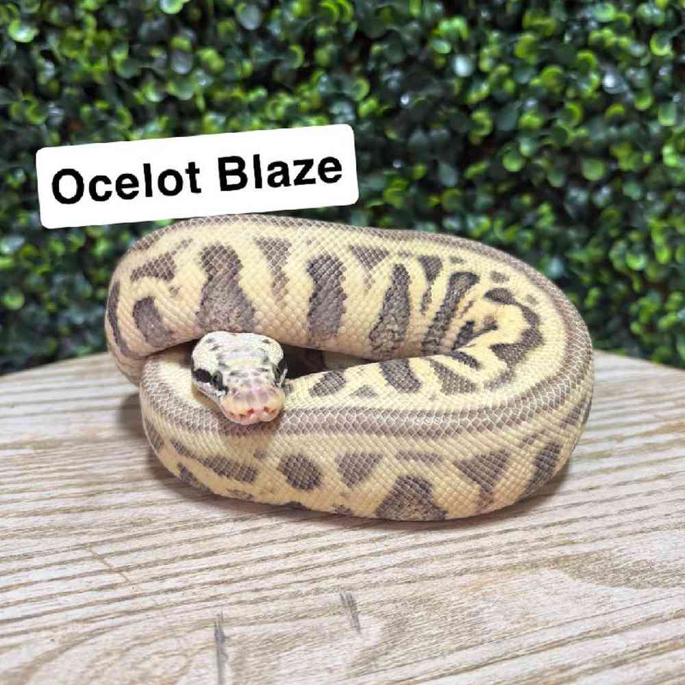 Female Ball Python Reptile for Sale in Joplin, MO