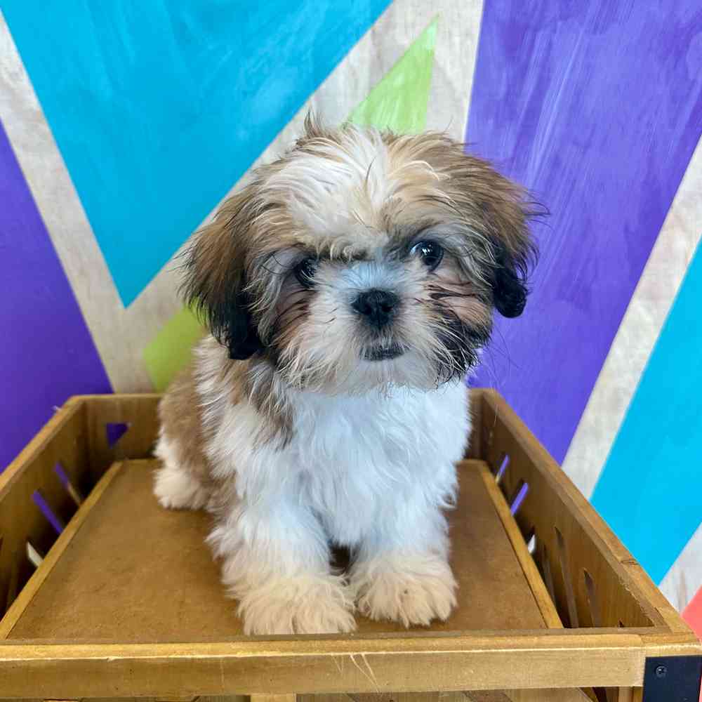 Image of a pet breed in the gallery