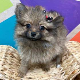 Pomeranian