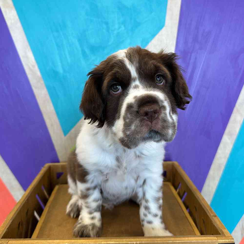 Image of a pet breed in the gallery