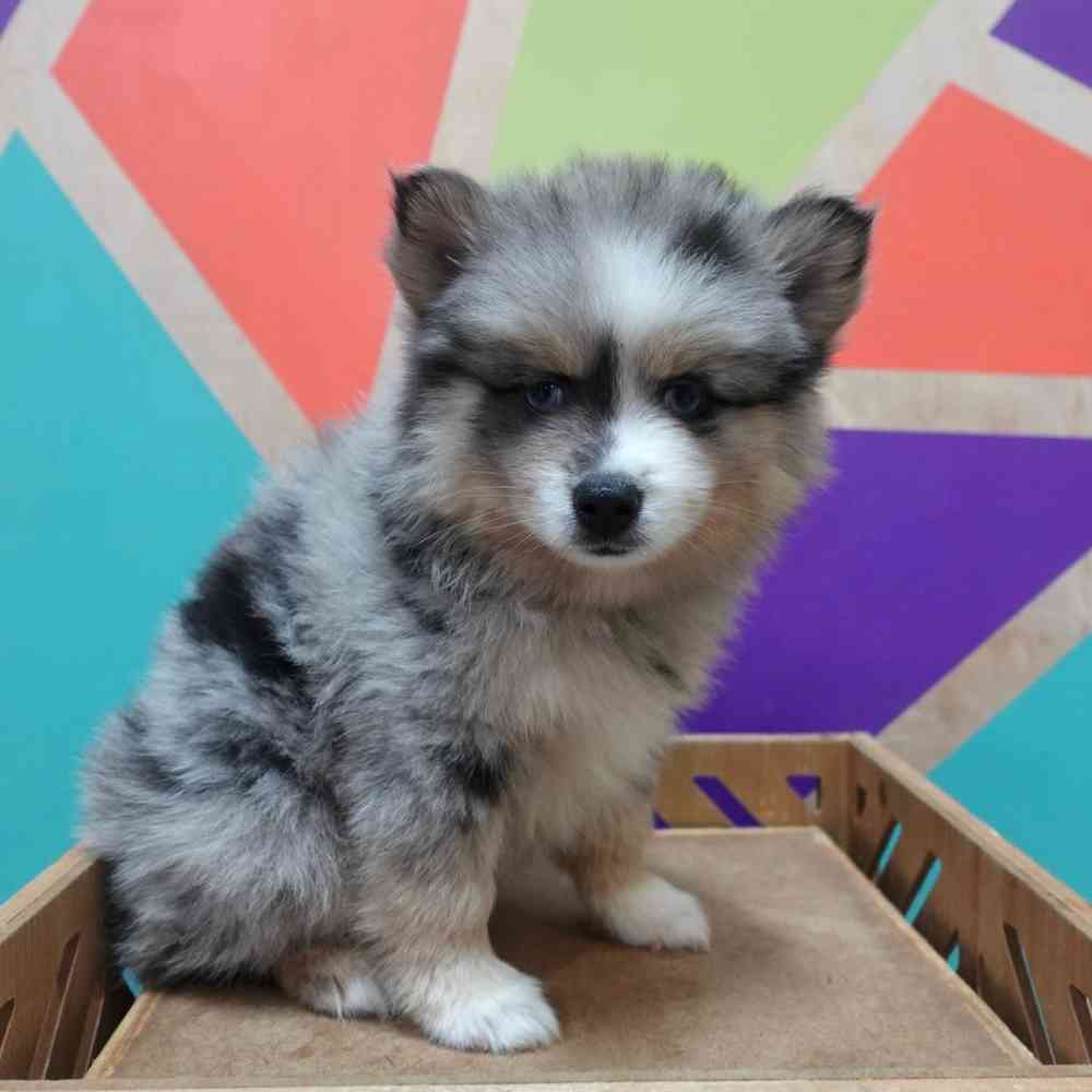 carousel pet images