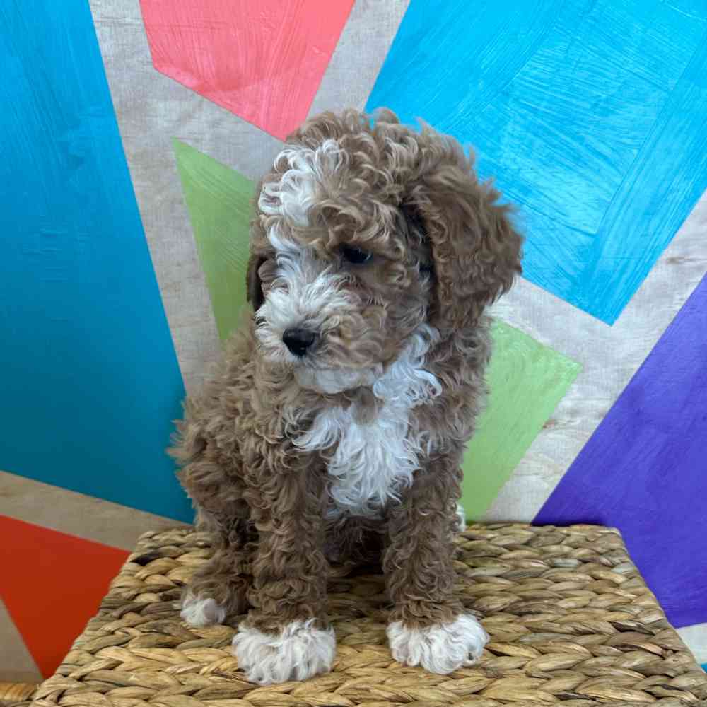carousel pet images