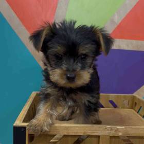 Yorkie