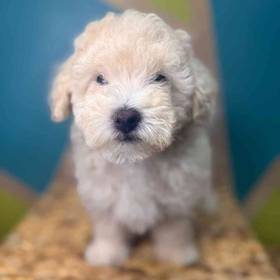 BichonPoo