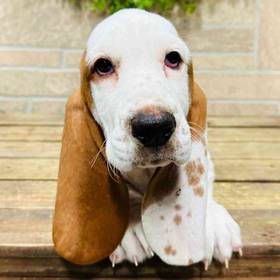 Basset Hound