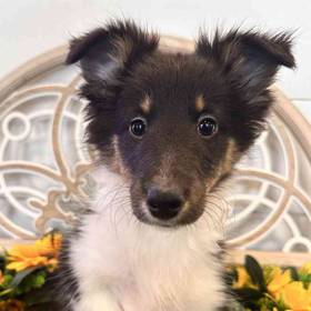 Sheltie