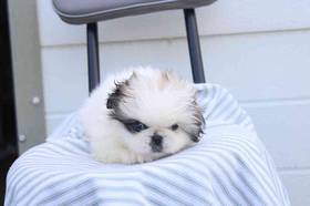 Pekingese