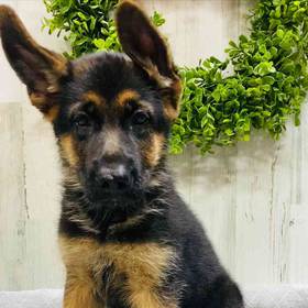 German Shepherd