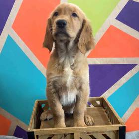 Golden Retriever