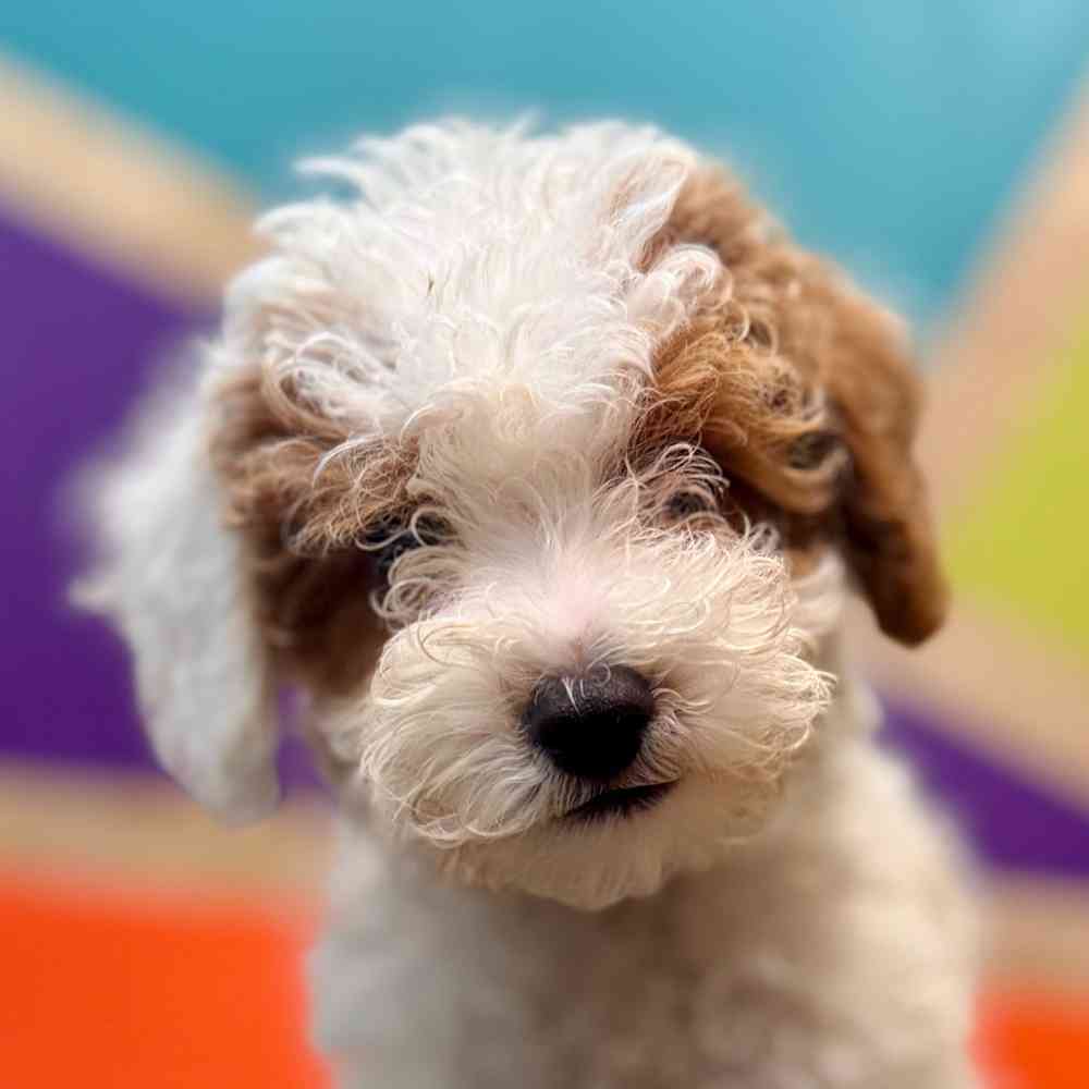 carousel pet images