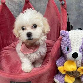 Teddy Bear
