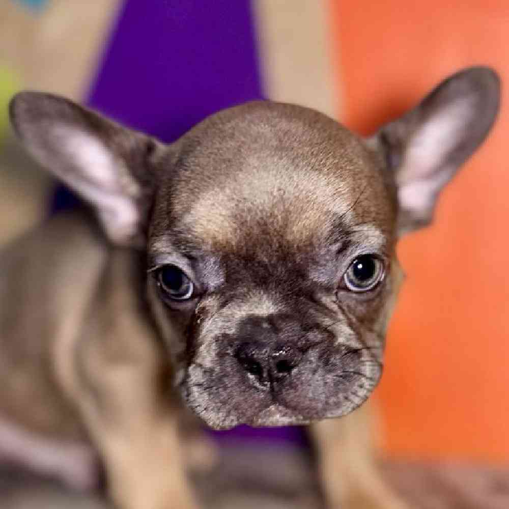 Male French Bulldog Puppy for Sale in Rogers, AR