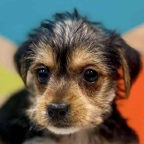 Minnie