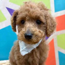 F1B Micro Mini GoldenDoodle