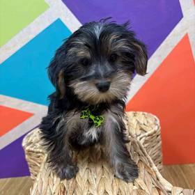 Yorkie