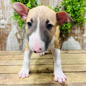 Bull Terrier