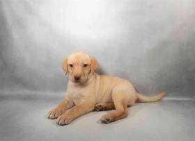 Labrador Retriever