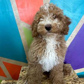 F1B Mini Goldendoodle