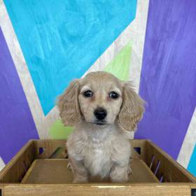 Mini Dachshund