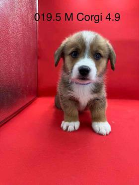 Pembroke Welsh Corgi