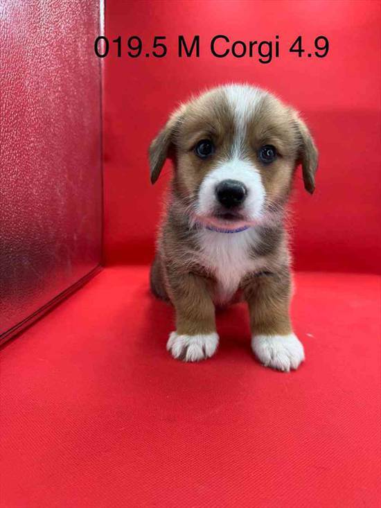 Pembroke Welsh Corgi