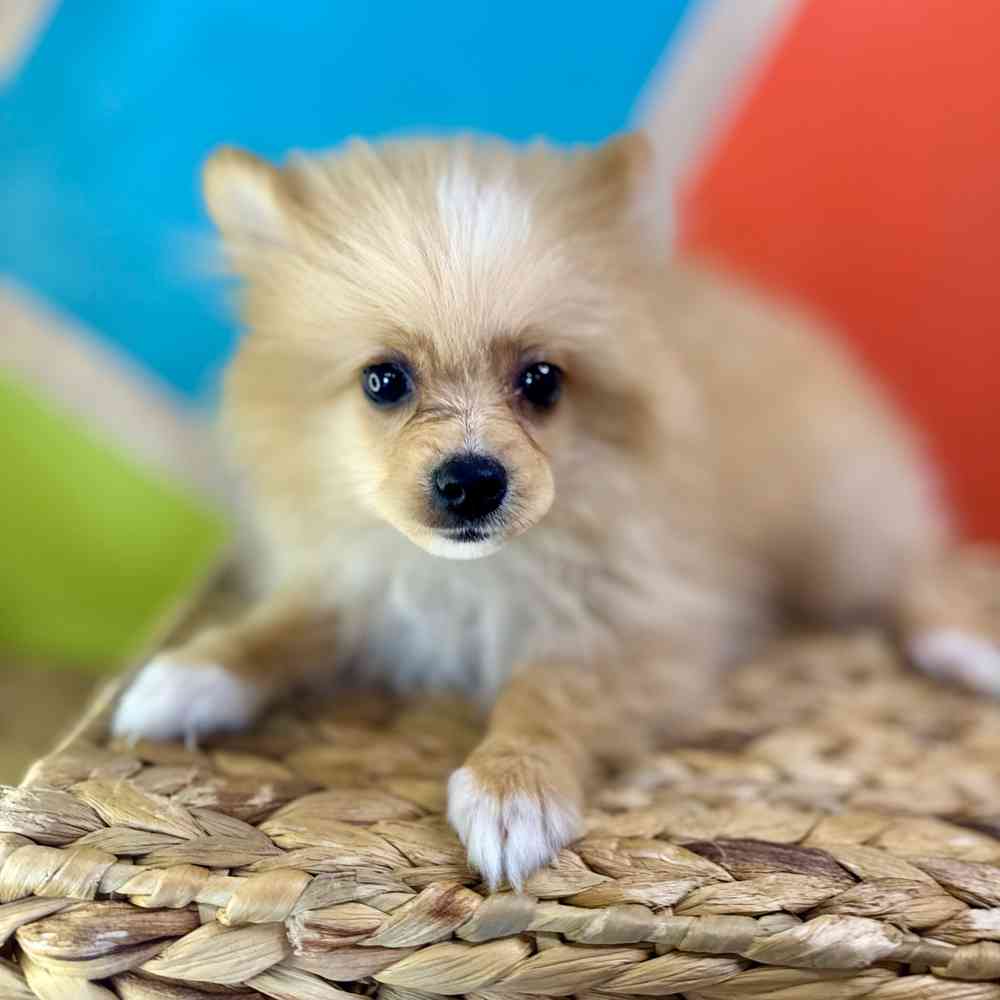 carousel pet images