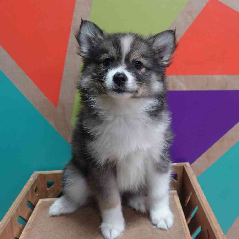 carousel pet images