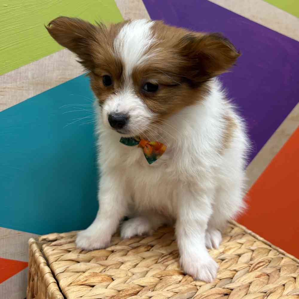 carousel pet images