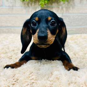 Mini Dachshund