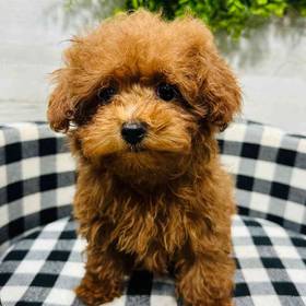 Mini Poodle