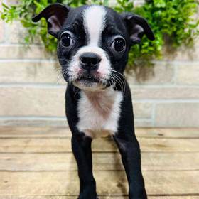 Boston Terrier