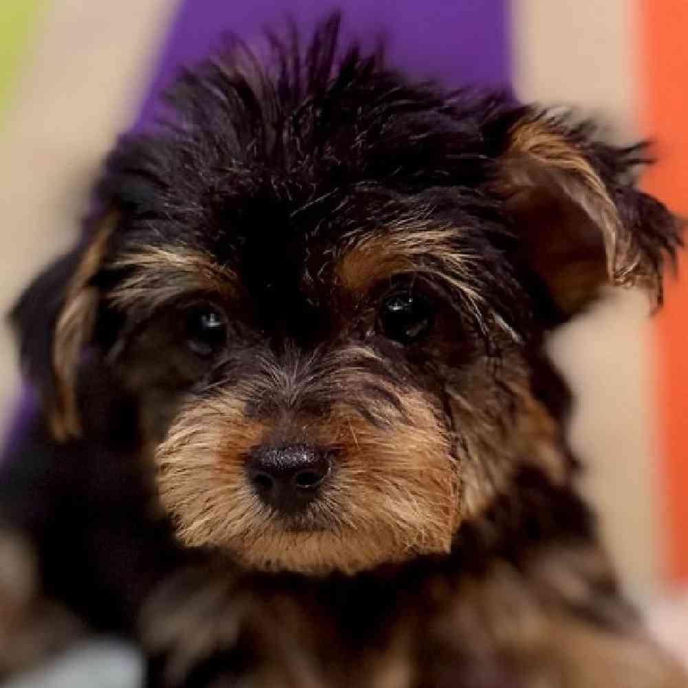 Female Yorkie Puppy for Sale in Rogers, AR