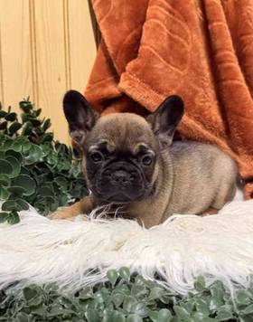 French Bulldog