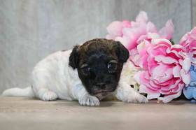 Daisy Dog
