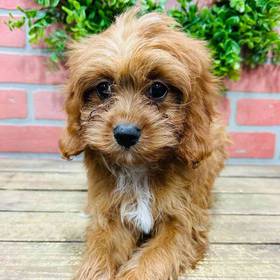 Cavapoo