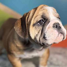 English Bulldog