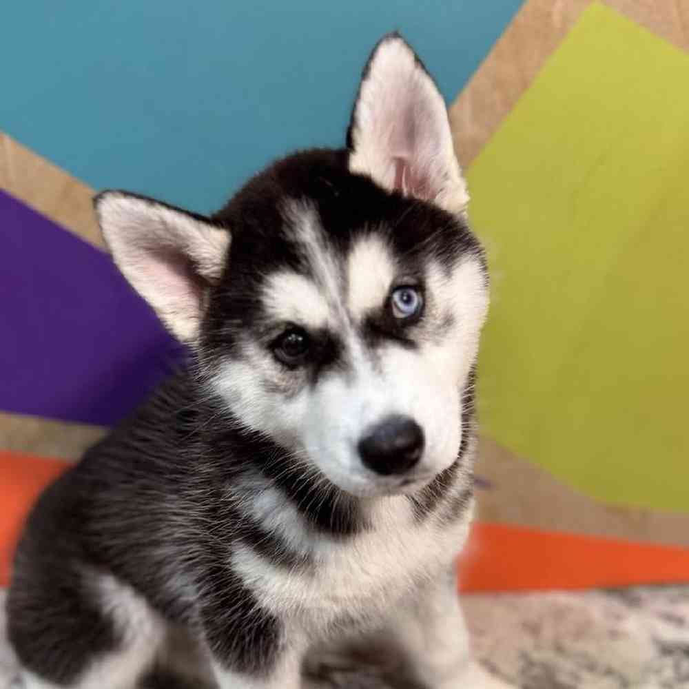 Image of a pet breed in the gallery