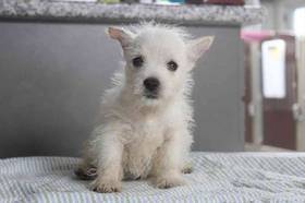 West Highland White Terrier