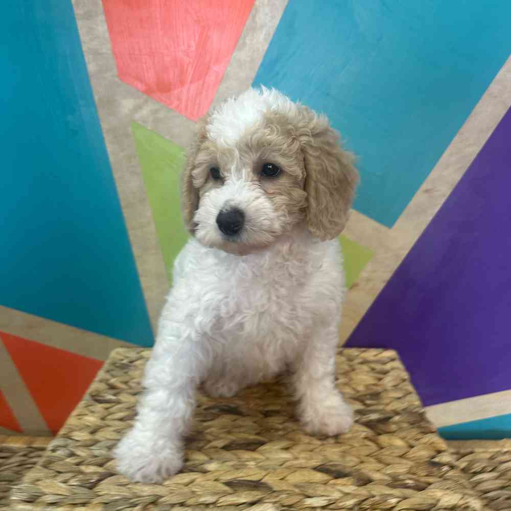 carousel pet images