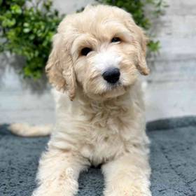 Bernedoodle
