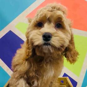Cockapoo