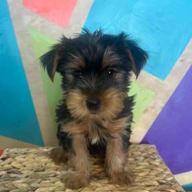 Yorkie