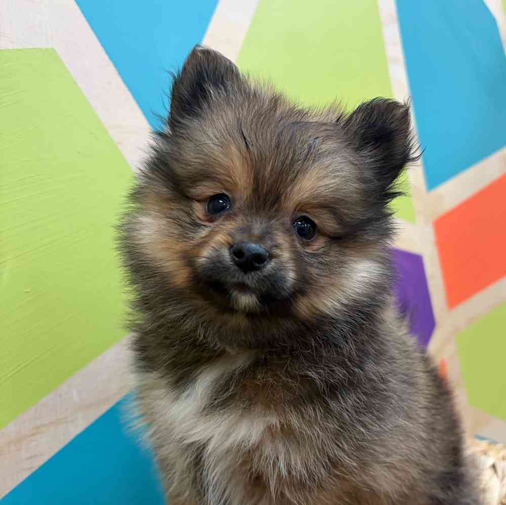 carousel pet images